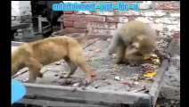 Funny Monkey Annoying a Dog.