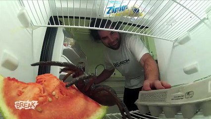 Fridge Spider Scare Prank