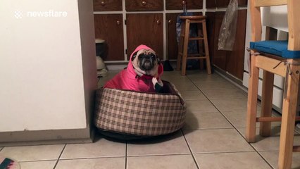 Adorable pug doesn't like her winter jumper