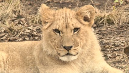 Les trois bizarreries... du lion !