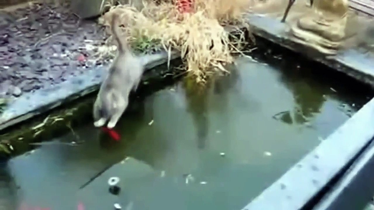 Funny Cats Compilation
