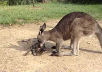 Caring Kangaroo Grooms Cat Pal