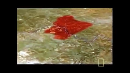 wild life Documentary Animal Planet Wildlife Animals P4
