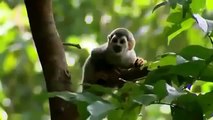Amazing Discoveries of Unknown Animal Species NEW Full Documentary 360p