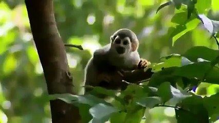 Amazing Discoveries of Unknown Animal Species NEW Full Documentary 360p