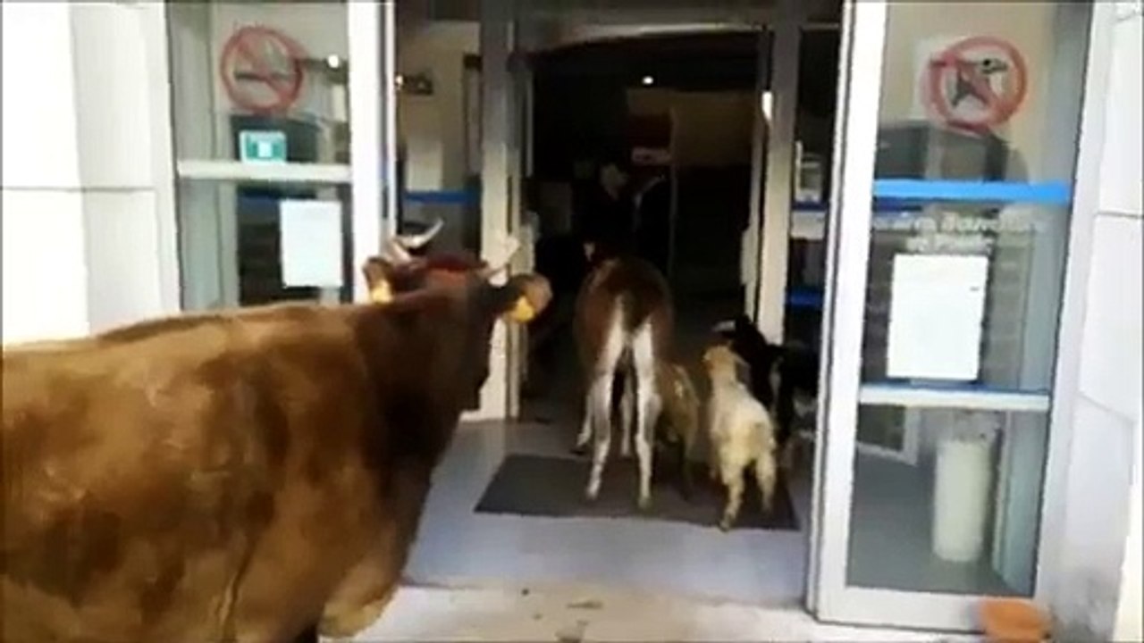 Comme acte de protestation contre la pression fiscale, il paye ses impôts avec ses animaux