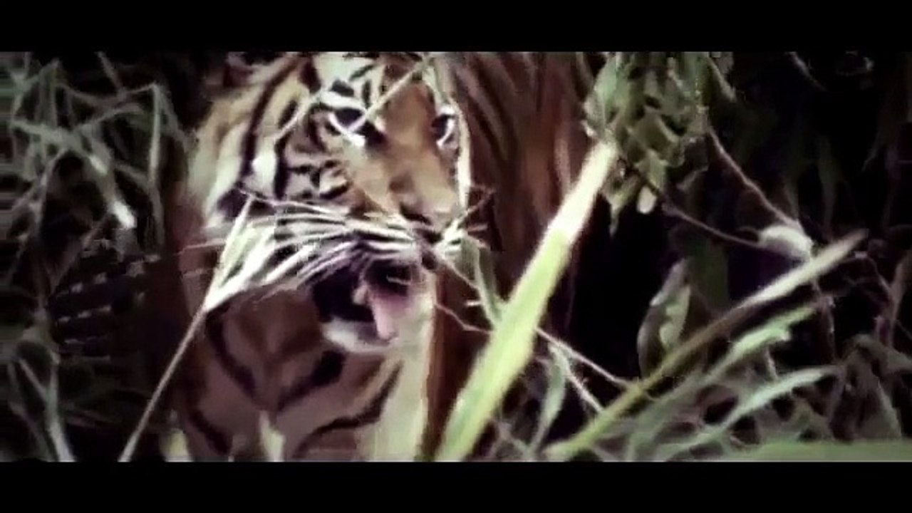Animal Planet || Animal Planet Full Episodes || Animal Planet Documentary #2
