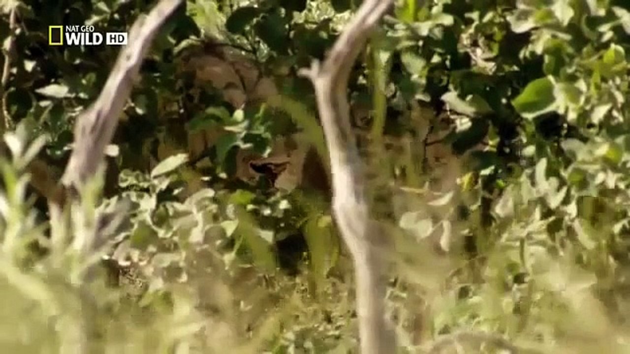 Discovery Channel Animals Discovery Channel Documentary Lion Documentary 2015 HD