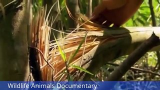Wildlife Animals Documentary Animal Planet Elephant Documentary || Animals Planet Discovery