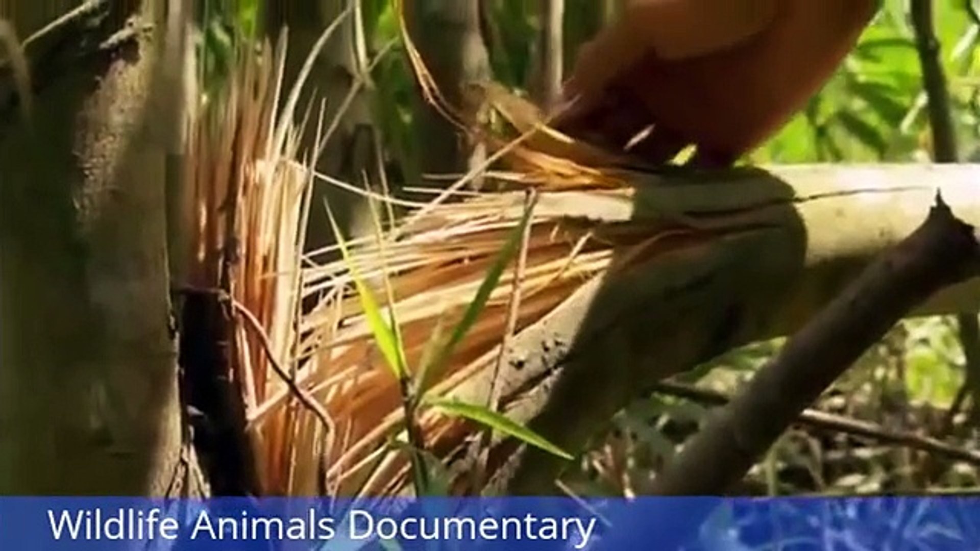 ⁣Wildlife Animals Documentary Animal Planet Elephant Documentary || Animals Planet Discovery