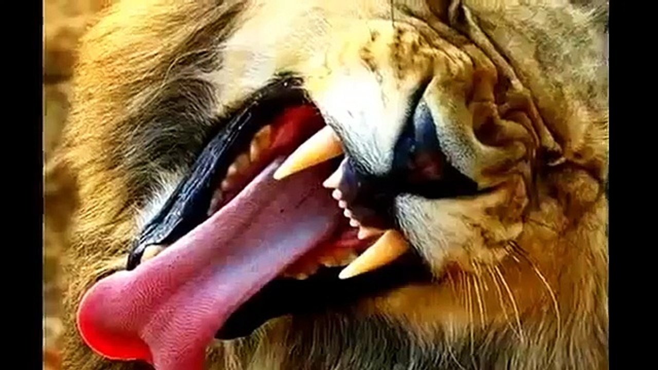 Animals Documentary Does a Croc Kill a Lion!! CONFUSING FOOTAGE National Geographic
