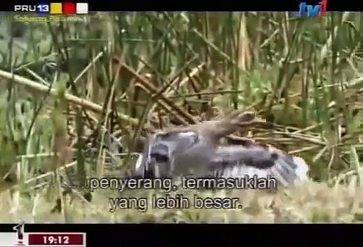 Crocs Of Katuma National Geographic Documentary 360p