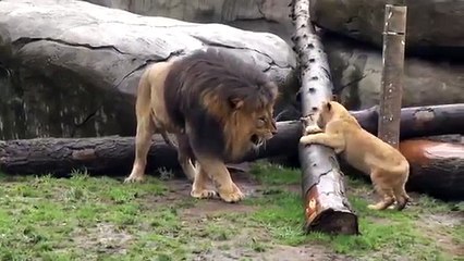 Lion Cubs Meet Their Dad