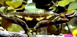 Lizard Attack Wildlife Documentary National Geographic Animals || Animals Planet Discovery