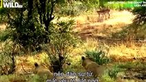 Lion Attack Zebra Animal Planet 2015 Wildlife Documentary || Animals Planet Discovery