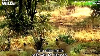 Lion Attack Zebra Animal Planet 2015 Wildlife Documentary || Animals Planet Discovery