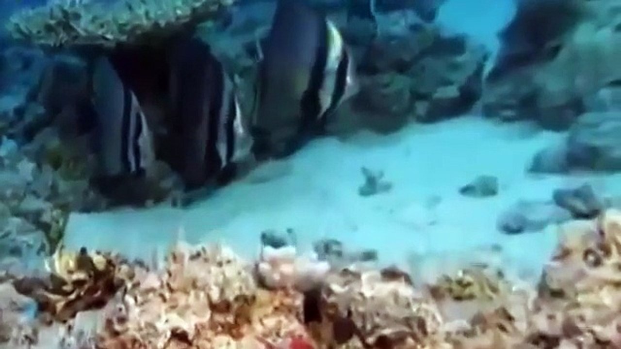 Animal Attacks National Geographic Documentary 480p