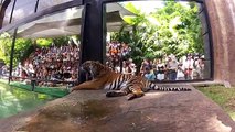 Swimming tigers at Australia Zoo