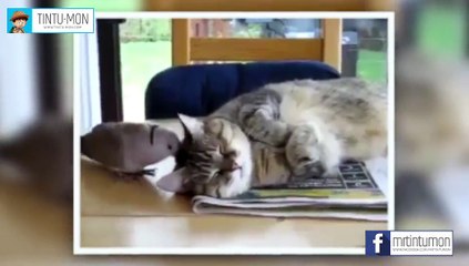 Bird annoys sleeping cat