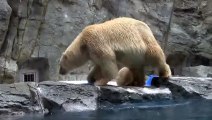 Un ourson se glisse dans l'eau à un zoo local, mais la mère de l'ourson vient rapidement en action et se précipite à la