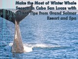 Make the Most of Winter Whale Season in Cabo San Lucas with These Tips from Grand Solmar Resort and Spa