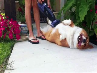 funny dog gif funny gifs silly gif free animations fun animations cute dogs and pets funny