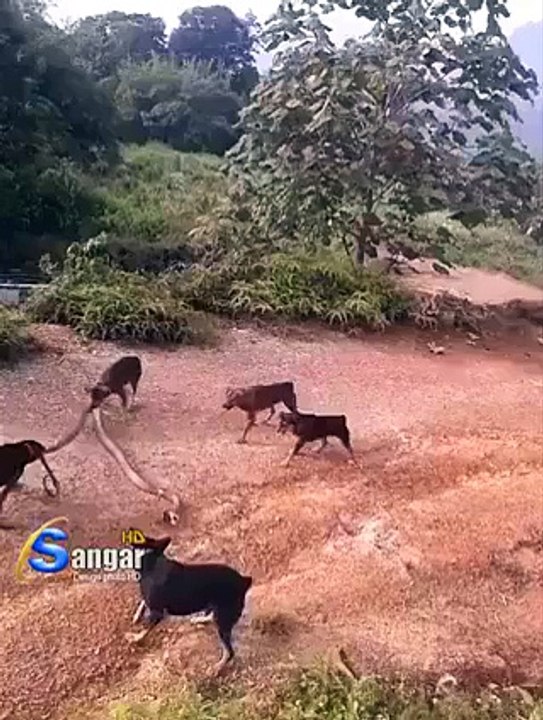 snake vs dogs