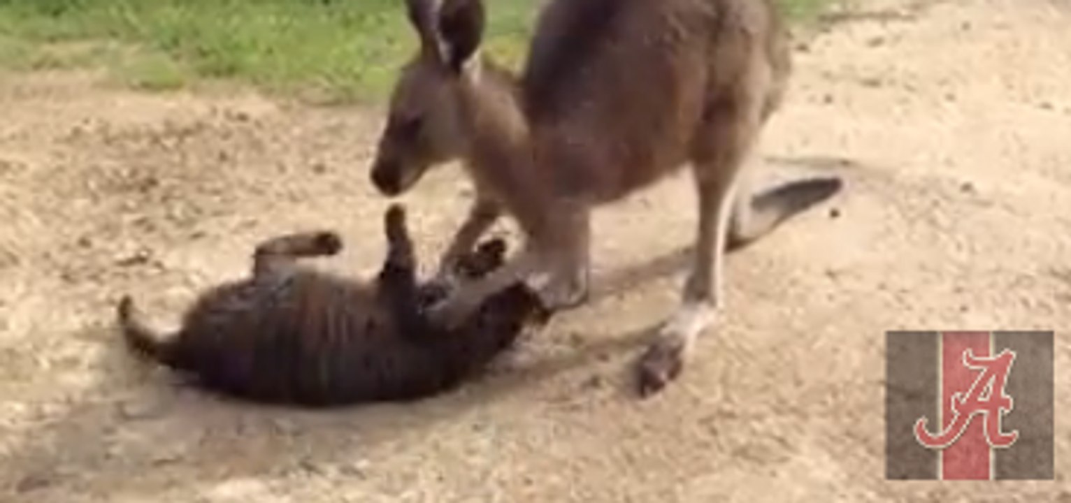 Playful-Kangaroo-Acts-Like-Pet-Dog->Must Watch