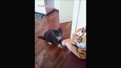 Psikopat kedi oyuncak kaplanı gerçek sanırsa