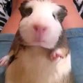 cuteness overloaded on rat