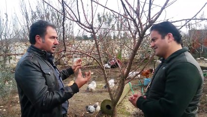 Bir Ağaç Başka Bir Yere Nasıl Taşınır Ve Dikilir