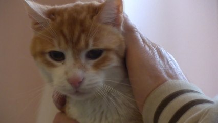 人間で言えば100歳超え！ヨーロッパ最高齢とされるネコ、ガーフィールド！