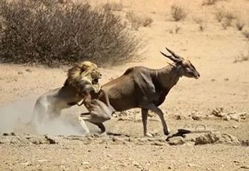Lion attacking Eland
