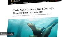 'Sea Lions’ Impaired Memories Linked To Toxic Algae