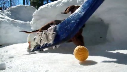 Playing Hockey With Cute Dachshund Dogs