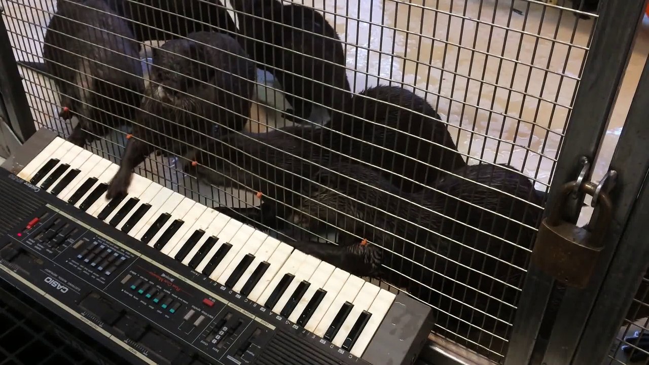 Asian Small-Clawed Otters Celebrate Enrichment at the Smithsonian's National Zoo (wsRlO4dQJGI)