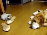 El Ataque Mas Dulce Contra Un Perro ★ humor gatos - video divertido gatos chistosos risa g