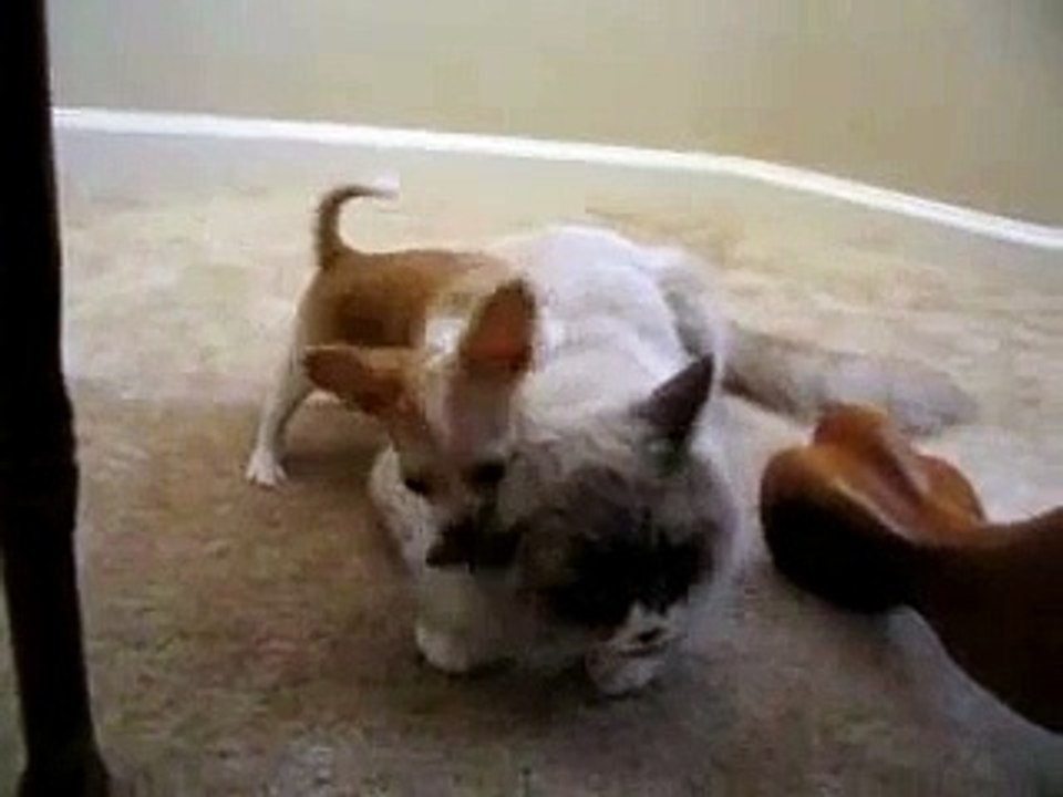 El Gato Mas Paciente Del Mundo ★ humor gatos video divertido gatos chistosos risa gato