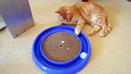 Jueguete Asusta A Gato, POBRES! ★ Gato divertido gato chistoso gato tierno loco risa humor
