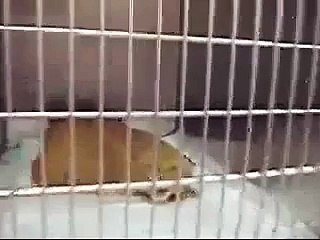 Este Gato Esta Poseido (Muy Serio) ★ Los Mejores videos gatos ★ Humor Gatos Chistosos Dive