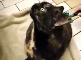 Este Gato Me Asusta De Verdad! ★ Gato divertido gato chistoso gato tierno loco risa humor