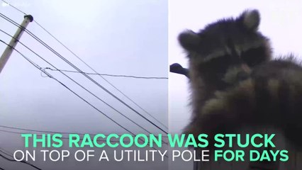 This Raccoon Was Stuck On A Utility Pole For Days