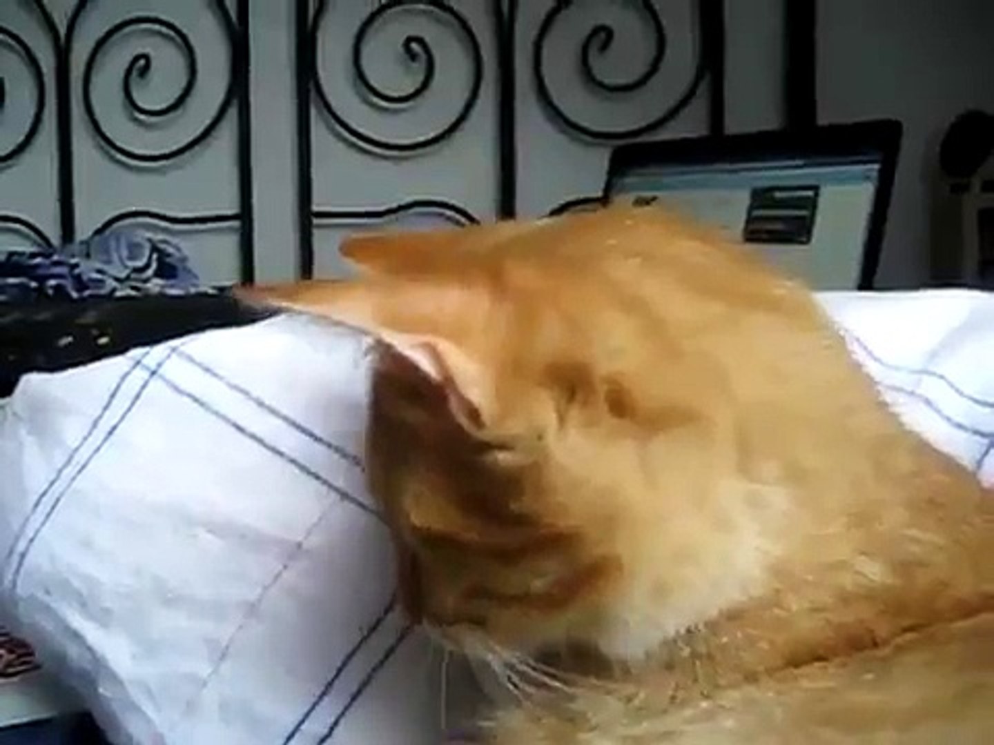 Popular Videos - Cats