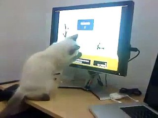 ESTE GATO QUIERE COMERSE A LOS PAJAROS DE LA PANTALLA!! humor gatos - video divertido gato