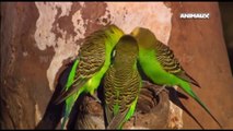 Hayvanlar Alemi - Doğal yaşamda Muhabbet Kuşları