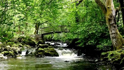 3D LANDSCAPE-Relaxation Meditation-Nature Sounds-Flowing Water-Bird Song-Wood Sounds-3D Ri
