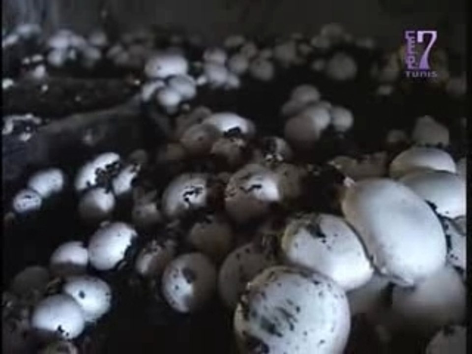 Tunis7_El_Kamira_Tatajawwel_Champignons_