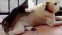 Funny cats massaging and petting dogs - Cute animal compilation