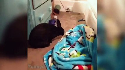 Cute and Funny Bunny Rabbit Videos Compilation 2015 :)