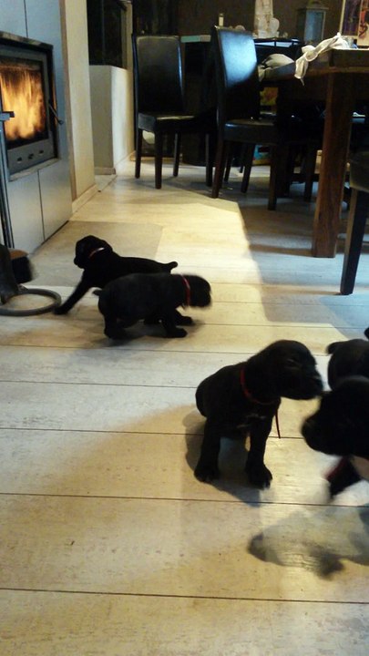 Mes chiots Cane Corso